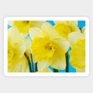 Narcissus  &#39;Saint Patrick&#39;s Day&#39;   Division 2 Large-cupped Daffodil Sticker